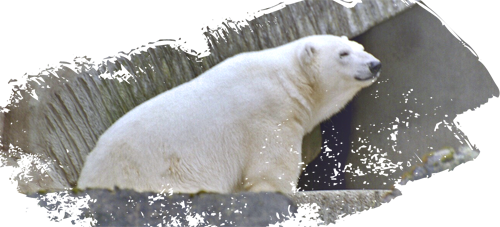 Eisbär
